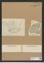 Aulacodiscus angulatus var. neogradensis (Pant.) Rattr. (de-Toni-Nr.: Genus 182, Species 4505) Zeichnungen Sammlung Grunow Nr. 8075 (NHMW-BOT-W0377402)